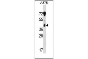 Western blot analysis of Reticulocalbin-1 / RCN1 Antibody (C-term) in A375 cell line lysates (35ug/lane).
