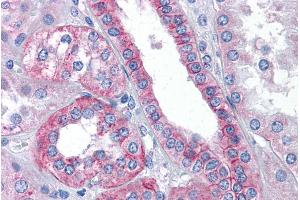 ABIN184755 (3. (Flotillin 2 antibody  (C-Term))