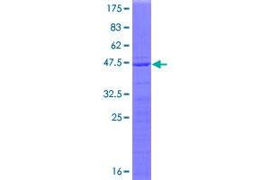 RPL23A Protein (AA 1-156) (GST tag)