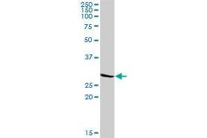 KCNIP3 MaxPab rabbit polyclonal antibody.