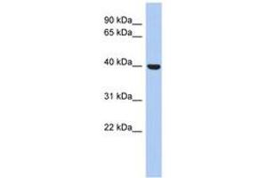 Image no. 1 for anti-Stomatin (EPB72)-Like 3 (STOML3) (AA 35-84) antibody (ABIN6743673) (STOML3 antibody  (AA 35-84))