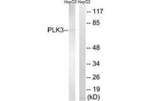 Western blot analysis of extracts from HepG2 cells, using PLK3 Antibody.
