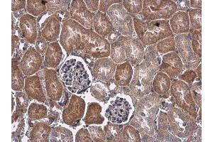 IHC-P Image VEGF antibody detects VEGF protein at cytoplasm in mouse kidney by immunohistochemical analysis. (VEGFA antibody  (C-Term))