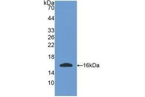Detection of Recombinant OGN, Mouse using Polyclonal Antibody to Osteoglycin (OGN) (OGN antibody  (AA 180-298))