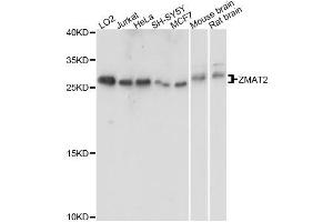 Western blot analysis of extracts of various cell lines, using ZMAT2 antibody. (ZMAT2 antibody)