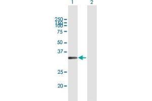 Western Blot analysis of MSX1 expression in transfected 293T cell line by MSX1 MaxPab polyclonal antibody. (MSX1 antibody  (AA 1-297))