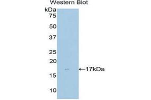 Western Blotting (WB) image for anti-NME/NM23 Nucleoside Diphosphate Kinase 4 (NME4) (AA 67-185) antibody (ABIN1860008) (NME4 antibody  (AA 67-185))