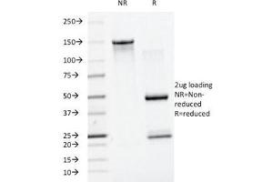 SDS-PAGE Analysis of Purified, BSA-Free SUMO1 Antibody (clone SM1/495). (SUMO1 antibody)