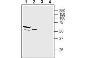 Western blot analysis of mouse heart lysate (lanes 1 and 3) and rat skeletal muscle membranes (lanes 2 and 4): - 1,2. (SNTA1 antibody  (Intracellular))