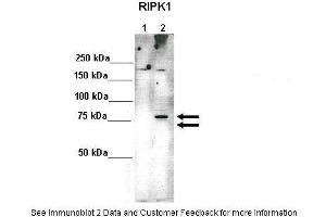 Lanes:   Lane 1: 10ug 293(Trex)FlpIn-RIPK1-HA-Strep (-Doxycycline)-non induced Lane 2: 10ug 293(Trex)FlpIn-RIPK1-HA-Strep (+Doxycycline)-induced  Primary Antibody Dilution:    1:1000  Secondary Antibody:   Anti-rabbit HRP  Secondary Antibody Dilution:    1:2000  Gene Name:   RIPK1  Submitted by:   Dr. (RIPK1 antibody  (Middle Region))