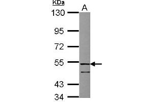 Image no. 1 for anti-Follistatin-Like 1 (FSTL1) (AA 1-209) antibody (ABIN1498329) (FSTL1 antibody  (AA 1-209))