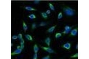 Immunofluorescence analysis of Hela tissue using PRDX1 Monoclonal Antibody at dilution of 1:100. (Peroxiredoxin 1 antibody)