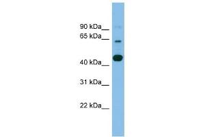 TMEM195 antibody used at 1 ug/ml to detect target protein. (TMEM195 antibody  (Middle Region))