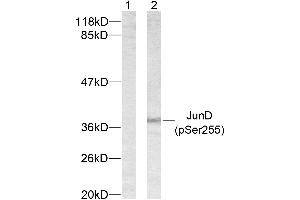 Western blot analysis of extracts from 293 cells using JunD (phospho-Ser255) antibody. (JunD antibody  (pSer255))