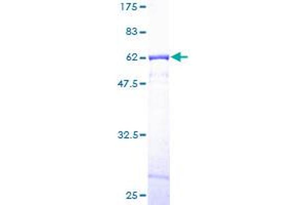 CAPZA1 Protein (AA 1-286) (GST tag)