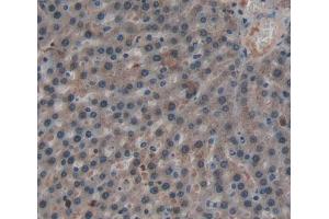 IHC-P analysis of Rat Tissue, with DAB staining. (PROS1 antibody  (AA 261-496))