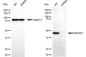 Western blotting analysis using MAP2K1 antibody (ABIN7799459). (MEK1 antibody)