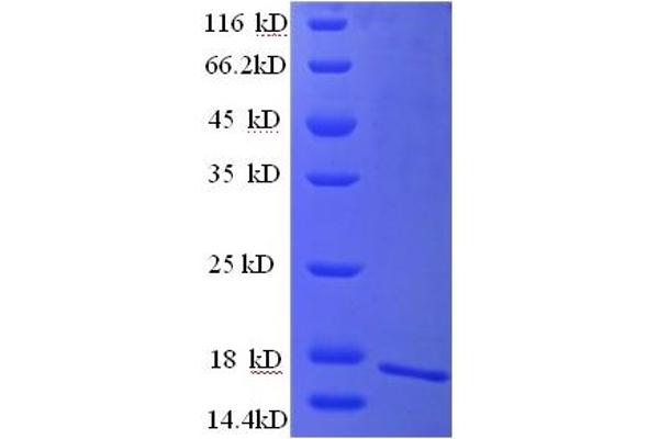CEACAM4 Protein (AA 36-155, partial) (His tag)