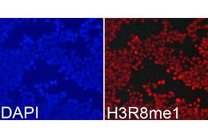 Immunofluorescence analysis of 293T cells using MonoMethyl-Histone H3-R8 antibody (ABIN3017482, ABIN3017483, ABIN3017484 and ABIN6220107). (Histone 3 antibody  (H3R8me))