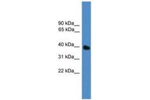 Image no. 1 for anti-Ubiquitin-Like Domain Containing CTD Phosphatase 1 (UBLCP1) (N-Term) antibody (ABIN6746362) (UBLCP1 antibody  (N-Term))