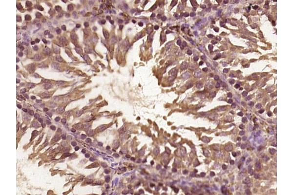 TDRP/C8orf42 antibody  (AA 51-150)