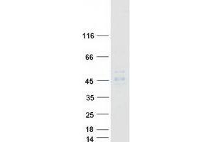 MR1 Protein (Myc-DYKDDDDK Tag)