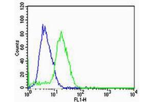 Flow cytometric analysis of U-87 MG cells using HBG2 Antibody (green) compared to an isotype control of rabbit IgG(blue). (HBG2 antibody  (C-Term))