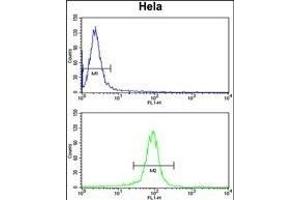 GALE Antibody (Center) (ABIN390889 and ABIN2841099) flow cytometry analysis of Hela cells (bottom histogram) compared to a negative control cell (top histogram). (GALE antibody  (AA 142-171))