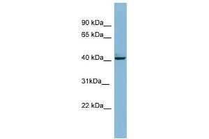 MAPK13 antibody used at 1 ug/ml to detect target protein. (MAPK13 antibody  (Middle Region))