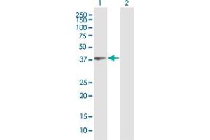 Western Blot analysis of PBK expression in transfected 293T cell line by PBK MaxPab polyclonal antibody. (PBK antibody  (AA 1-322))