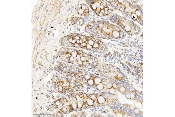 TAF4 antibody