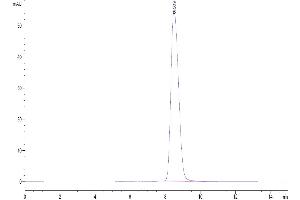 The purity of Human IL-1R1 is greater than 95 % as determined by SEC-HPLC. (IL1R1 Protein (AA 18-332) (His tag))