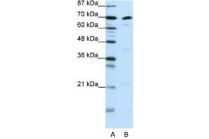WB Suggested Anti-ILF3  Antibody Titration: 0. (Interleukin enhancer-binding factor 3 (ILF3) (N-Term) antibody)