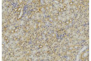 ABIN6279615 at 1/100 staining Mouse kidney tissue by IHC-P. (Neurotensin antibody  (C-Term))