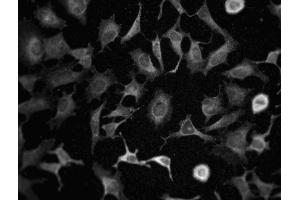 Immunofluorescence staining of HeLa cells. (Phospholipase C gamma 1 antibody  (N-Term))