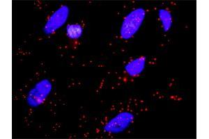 Proximity Ligation Assay (PLA) image for anti-Filamin A, alpha (FLNA) (AA 1-838) antibody (ABIN560922)