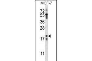 NRN1L Antibody (Center) (ABIN656859 and ABIN2846064) western blot analysis in MCF-7 cell line lysates (35 μg/lane). (Neuritin 1-Like antibody  (AA 40-69))
