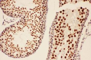 Anti-BRCA1 Picoband antibody,  IHC(P): Rat Testis Tissue (BRCA1 antibody  (AA 1661-1863))