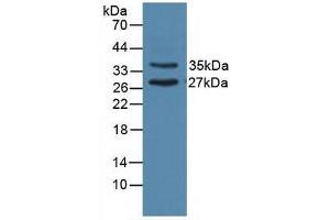 Figure. (UNG antibody  (AA 1-313))