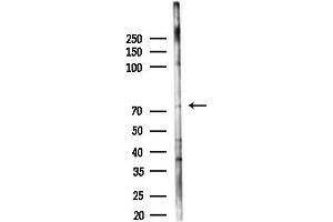 anti-Formin Binding Protein 1 (FNBP1) antibody