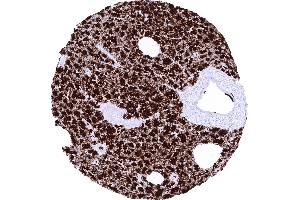 Pancreas (GP2 antibody  (AA 35-179))