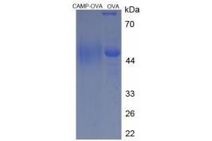 Image no. 1 for Cathelicidin Antimicrobial Peptide (CAMP) protein (Ovalbumin) (ABIN2127352) (Cathelicidin Protein (Ovalbumin))
