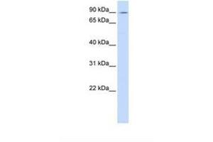 Image no. 1 for anti-ATPase, Ca++ Transporting, Type 2C, Member 1 (ATP2C1) (C-Term) antibody (ABIN6738121) (ATP2C1 antibody  (C-Term))