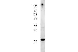 anti-Human IL-7 antibody shows detection of a band ~17 kDa in size corresponding to recombinant human IL-7.