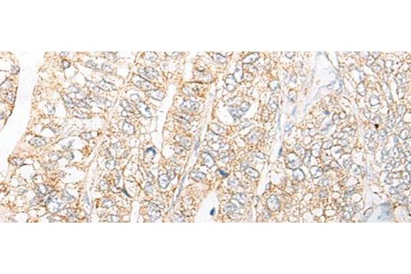 NME4 antibody