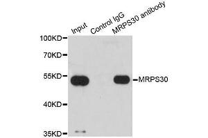 Immunoprecipitation (IP) image for anti-Mitochondrial Ribosomal Protein S30 (MRPS30) (AA 190-439) antibody (ABIN6144043)
