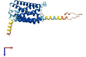 AlphaFold protein structure predicition of Human Recombinant ELOVL5 Protein, UniprotID Q9NYP7 (ELOVL5 Protein (AA 1-299) (His tag))