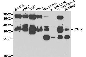 Western blot analysis of extracts of various cell lines, using H2AFY antibody.