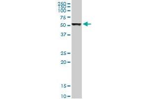 TUBB1 MaxPab rabbit polyclonal antibody. (TUBB1 antibody  (AA 1-451))