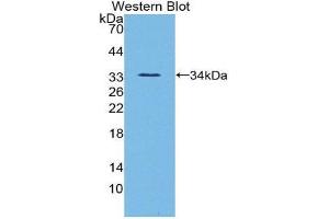 Western Blotting (WB) image for anti-Angiopoietin-Like 3 (ANGPTL3) (AA 22-281) antibody (ABIN1858003) (ANGPTL3 antibody  (AA 22-281))